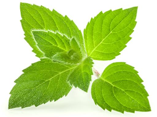 menthol essential oil plant used in Listerine