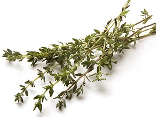 thymol essential oil plant used in Listerine